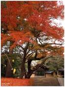 Foto Engaku-Ji
