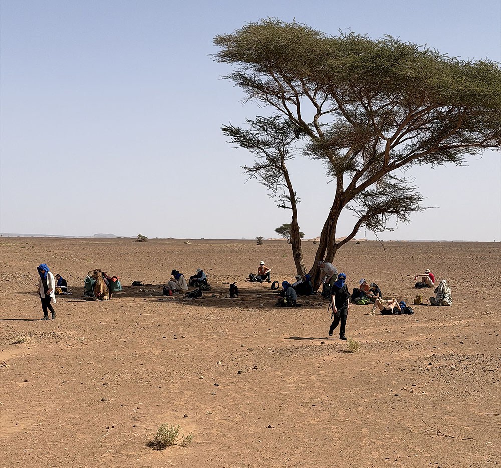 een groep mensen onder een boom