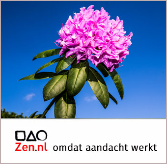 een bloeiende tak rhododendron voor een blauwe lucht