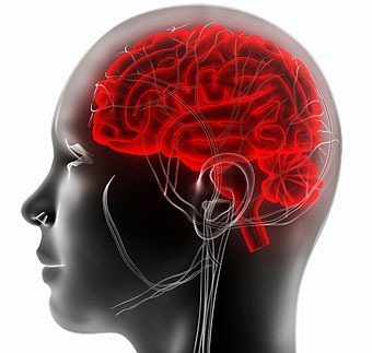 tekening van een dwarsdoornede van een menselijk hoofd, het brein is rood gekleurd