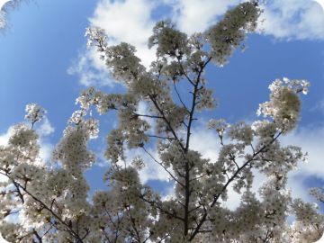 bloeiende kersenbloesemtak voor een blauwe lucht