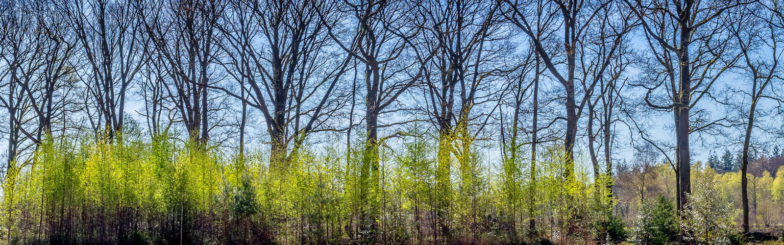 foto door Evert Jan Kema, een rij hog bomen met een rij lage bomen ervoor