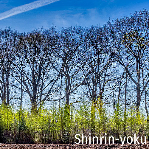 foto door Evert Jan Kema, rij hoge bomen met een rij lagere bomen ervoor